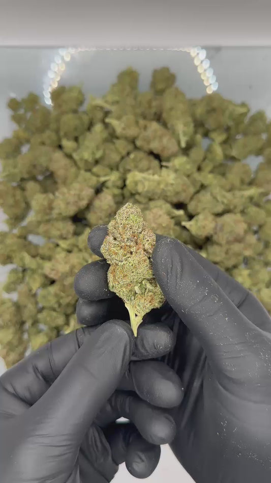 Bubblegum Indoor