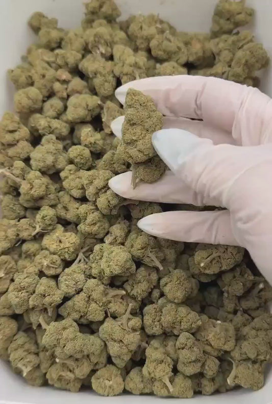Caramel Candy Greenhouse